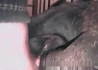 Filthy horse enjoys bestiality