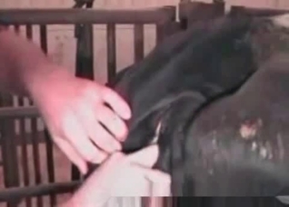 Filthy horse enjoys bestiality