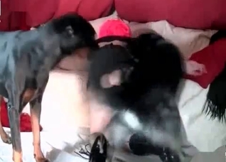 Two dogs are enjoying a hot sex