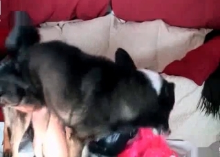 Two dogs are enjoying a hot sex