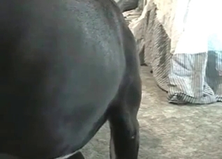Sweet dog is having a hardcore sex