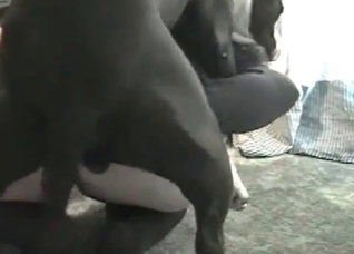 Sweet dog is having a hardcore sex
