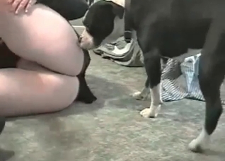Sweet dog is having a hardcore sex