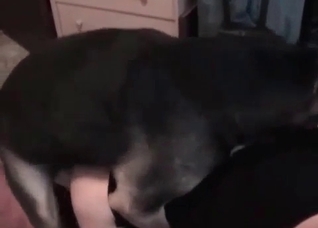 Juicy girl is sucking a doggy dick