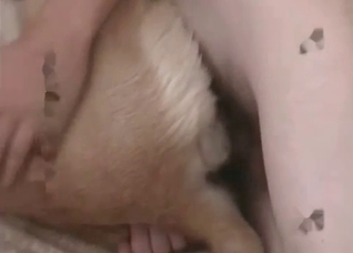 Retriever is being fucked so deep