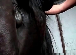 Awesome horse enjoys filthy zoo action