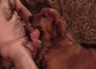 Hardcore retriever and a horny guy