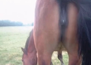 Good animal action with a horse
