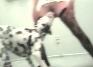 Dalmatian and a hot zoophile slut