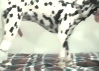 Dalmatian and a hot zoophile slut