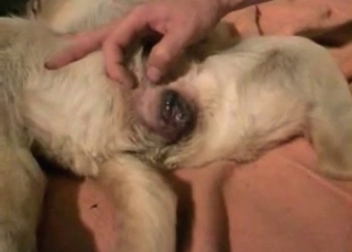 Sexy retriever is enjoying animal sex