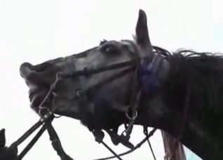 Two girls are sucking a horse