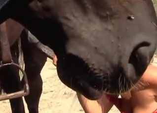 Sexy blonde and a big black horse