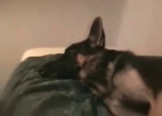 Dog is being drilled so freaking hard