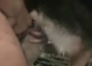 Dog is being drilled so freaking hard