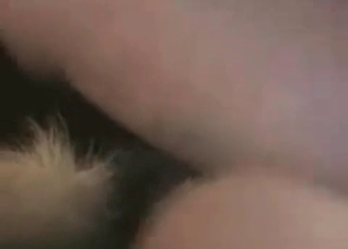 Dog is being drilled so freaking hard