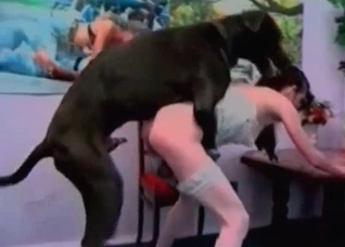 Big black Doberman and a zoophiles