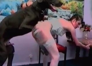 Big black Doberman and a zoophiles