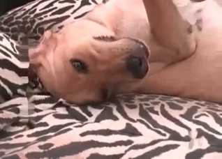 Dog is enjoying a slender girl