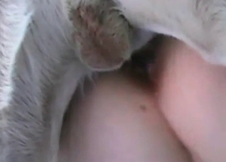 Cute dog want to fuck so much