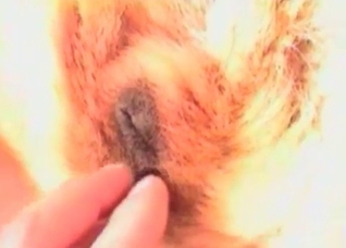Cute hound is licking her juicy snatch