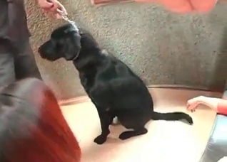Two ladies are sucking a dog dick