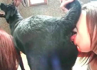 Two ladies are sucking a dog dick