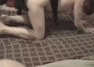 Impressive zoo games with a dog