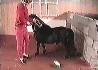 Black horse and a hot pervert