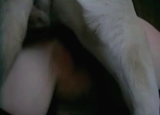 Retriever is enjoying filthy sex