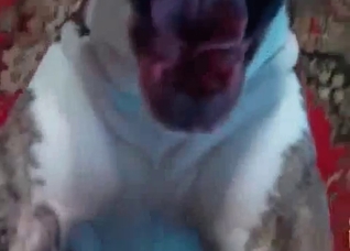 Awesome doggy is enjoying dirty bestiality