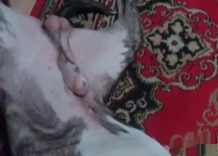 Awesome doggy is enjoying dirty bestiality