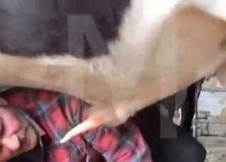 Big cock of a nice looking horse