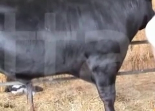Big cock of a nice looking horse