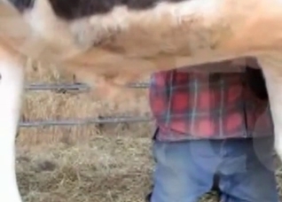 Big cock of a nice looking horse