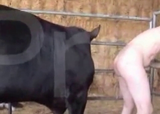 Big cock of a nice looking horse