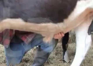 Big cock of a nice looking horse