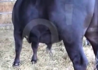 Big cock of a nice looking horse