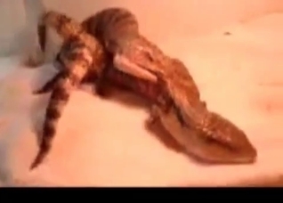 Two lizards are enjoying nasty sex