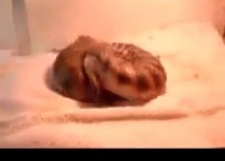 Two lizards are enjoying nasty sex