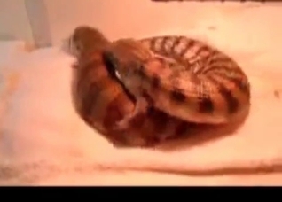 Two lizards are enjoying nasty sex
