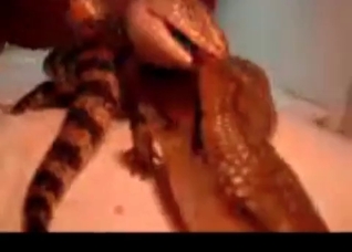 Two lizards are enjoying nasty sex