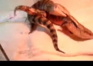 Two lizards are enjoying nasty sex