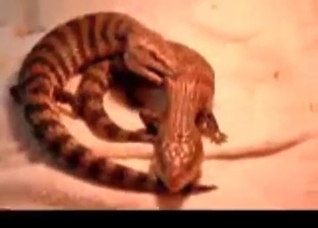Two lizards are enjoying nasty sex