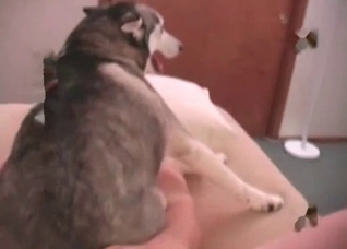 Nice doggy is being fucked from behind