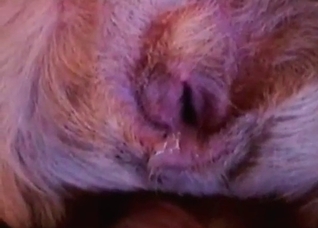 Hardcore dog action in the close-up