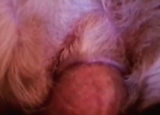 Hardcore dog action in the close-up