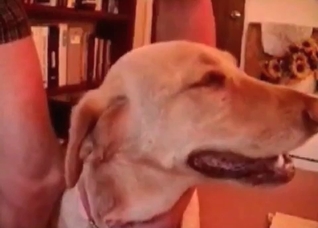 Hardcore dog action in the close-up