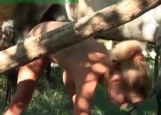 Retriever is licking a nice pussy