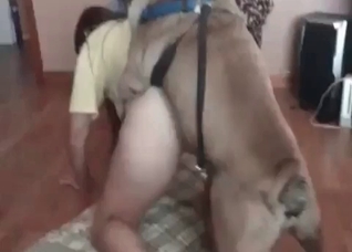 Redhead is blowing red dick of a dog
